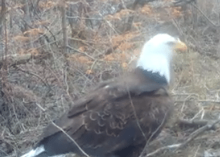 Bald Eagle walking through - Rajala Woods Foundation Moose Creek Project - Eastern Lake County, MN