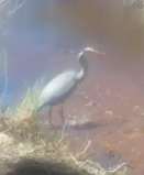 Blue Heron Eating-Moose Creek