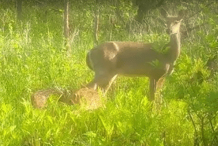 Doe with Twin Fawns-Hodnik Family Forest